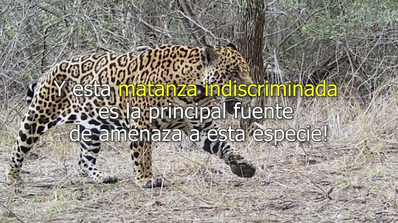 Campaña para la protección del hábitat del Yaguareté de WCS Paraguay