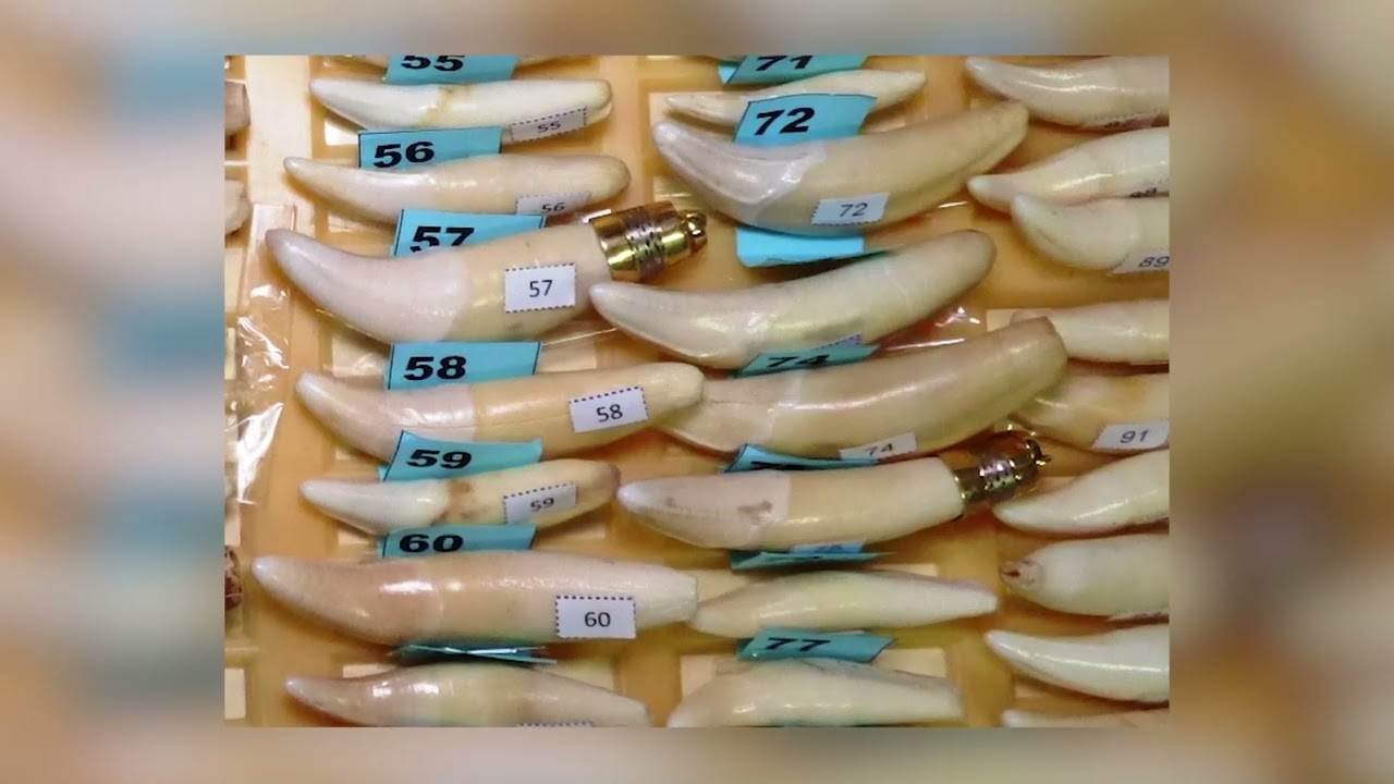 Campaña para la protección del hábitat del Yaguareté de WCS Paraguay