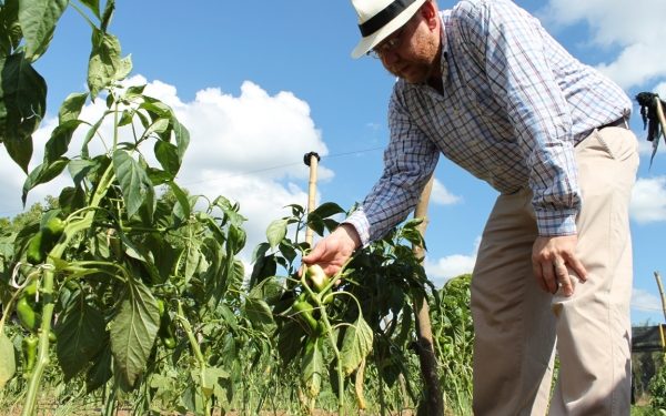 Auguran que para el 2023 se alcance un aumento en la producción agrícola