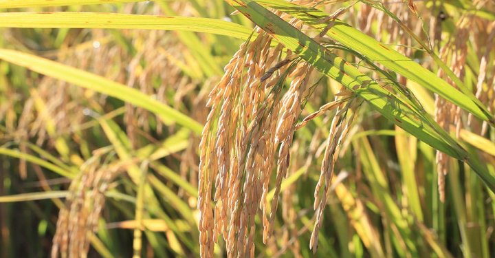 Paraguay establecerá conexión con México mediante exportación de arroz