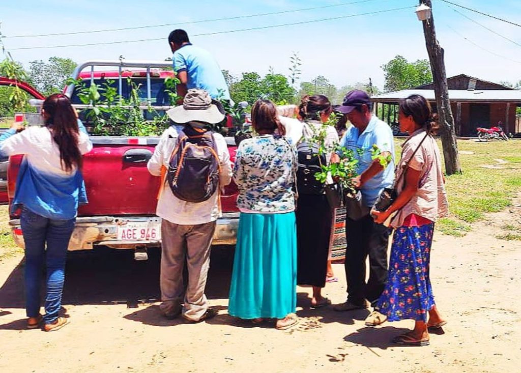 Entregan plantines frutales a comunidades indígenas del Chaco Entregan plantines frutales a comunidades indígenas del Chaco