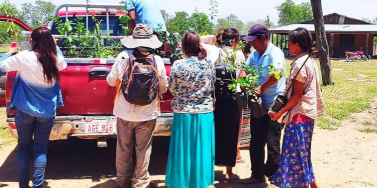 Entregan plantines frutales a comunidades indígenas del Chaco