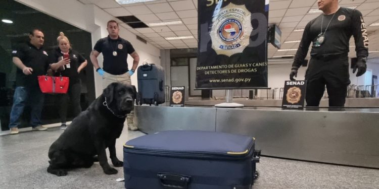 Agente canino de la Senad ayudó en la captura de una microtraficante Agente canino de la Senad ayudó en la captura de una microtraficante