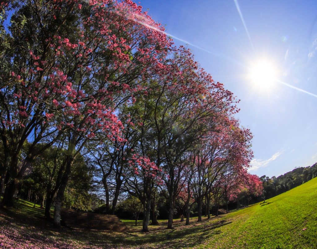 Jornada del jueves con altas temperaturas según indica la Dirección de Meteorología
