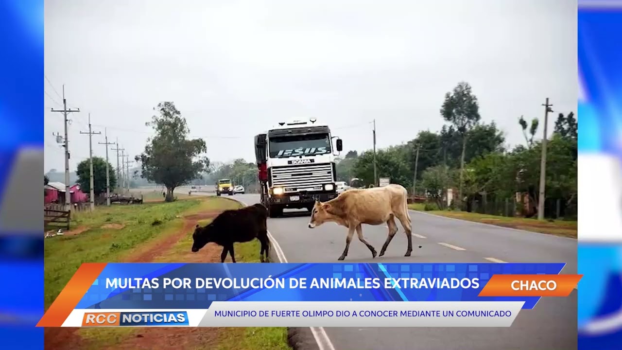 Municipio de Fuerte Olimpo anunció que  animales retenidos serán devueltos tras ser abonada la multa