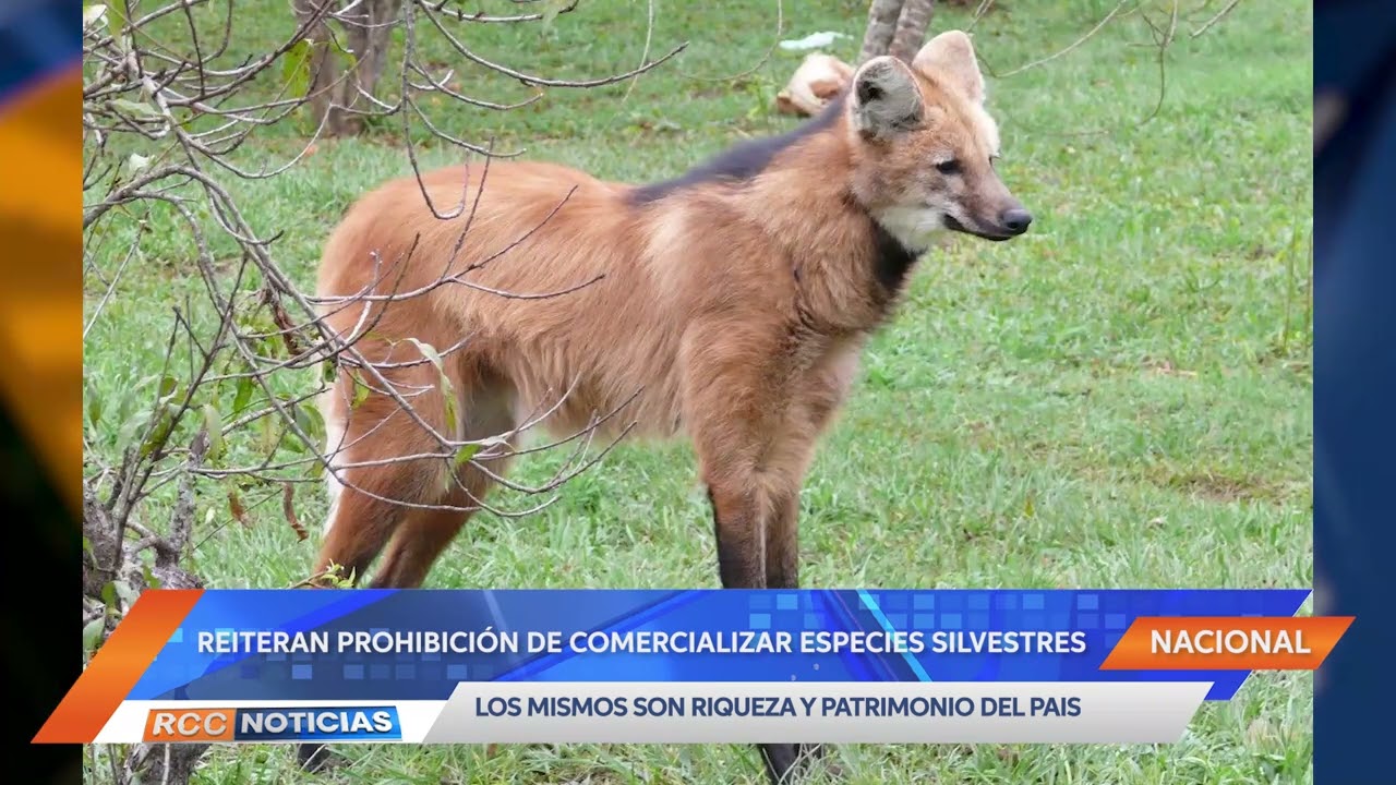 Recuerdan la prohibición de comercialización de Animales Silvestres