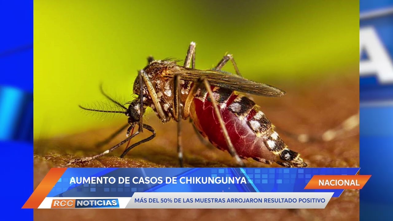 El 50% de las muestras analizadas por chikungunya arrojan resultado positivo