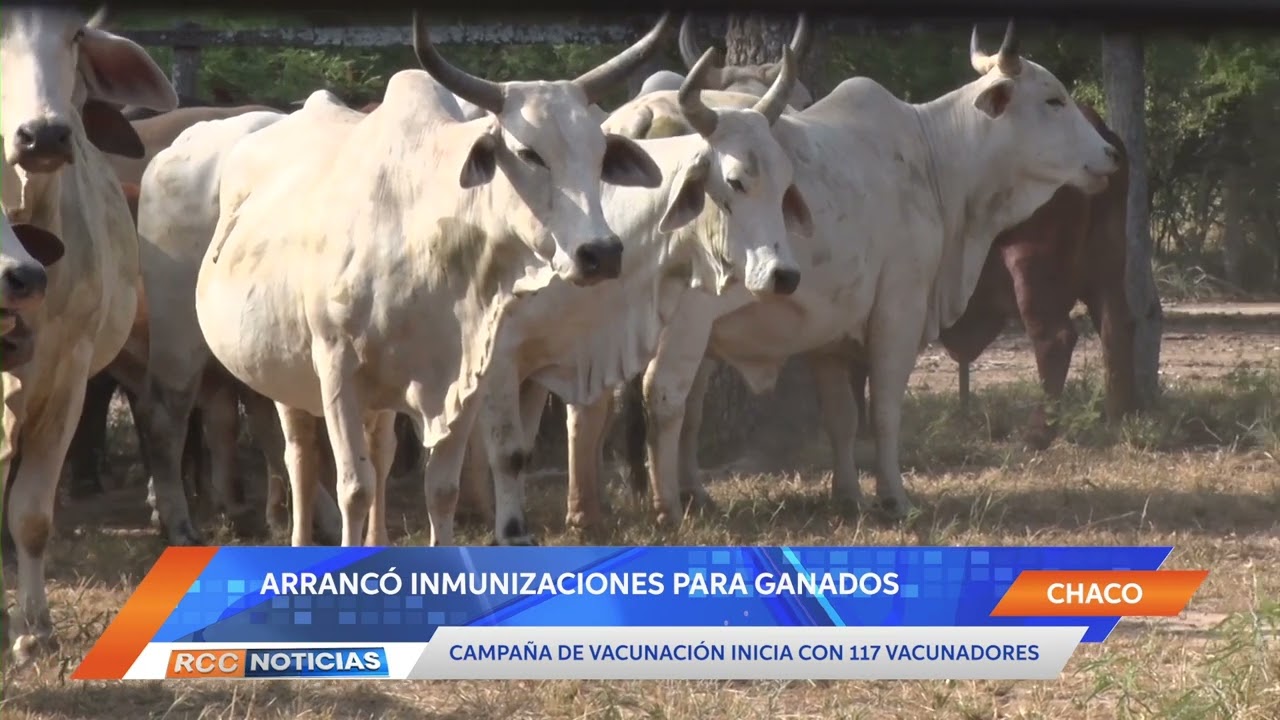 Arranca primera etapa de inmunización de ganados en varios puntos de la región chaqueña