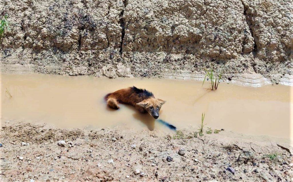 Aguará guasú fue atropellado en el Chaco, afortunadamente, ya fue asistido Aguará guasú fue atropellado en el Chaco, afortunadamente, ya fue asistido