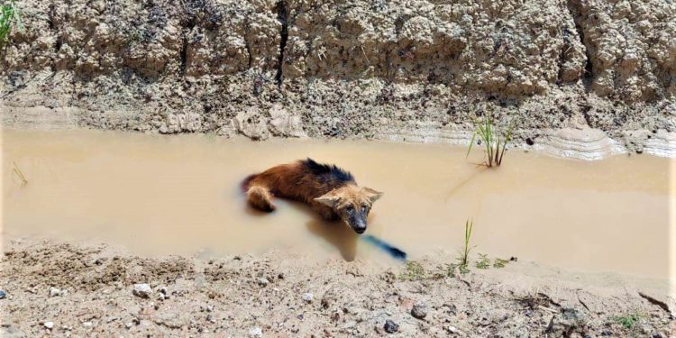 Aguará guasú fue atropellado en el Chaco, afortunadamente, ya fue asistido Aguará guasú fue atropellado en el Chaco, afortunadamente, ya fue asistido