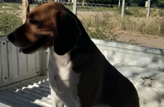 Funcionarios municipales de Loma Plata rescatan exitosamente a un perro