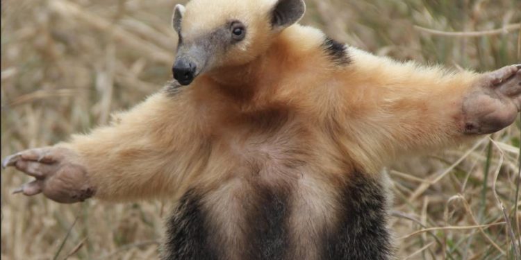 Recuerdan la prohibición de comercialización de Animales Silvestres