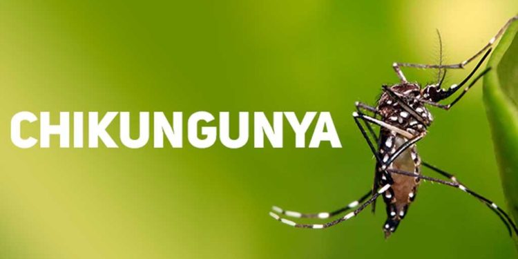 El 50% de las muestras analizados por chikungunya arrojan resultado positivo El 50% de las muestras analizados por chikungunya arrojan resultado positivo