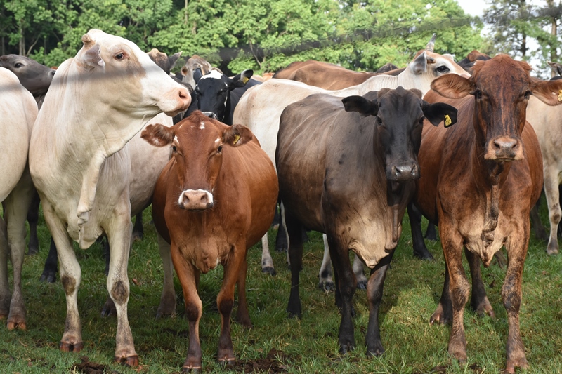 Arrancó primera etapa de inmunización de ganados en haciendas generales del Chaco