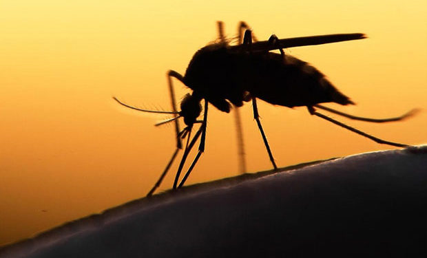 Alerta ante amenaza y dispersión nacional de chikungunya Alerta ante amenaza y dispersión nacional de chikungunya