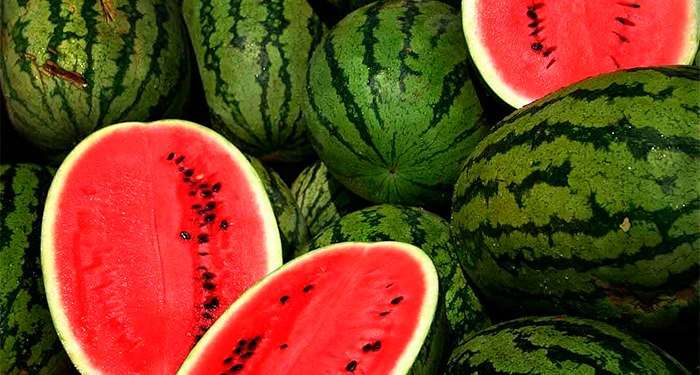 Municipalidad de Mariscal Estigarribia realiza acompañamiento a los productores de sandía.