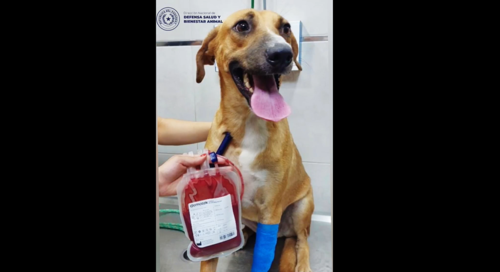 ¡Los amigos caninos también salvan vidas!