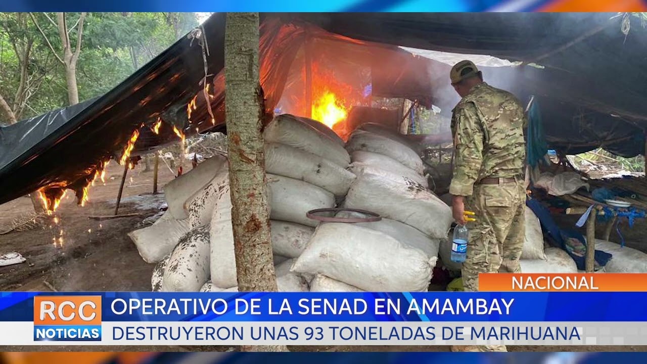 Senad anula 93 toneladas de marihuana a través de operativo conjunto en Amambay
