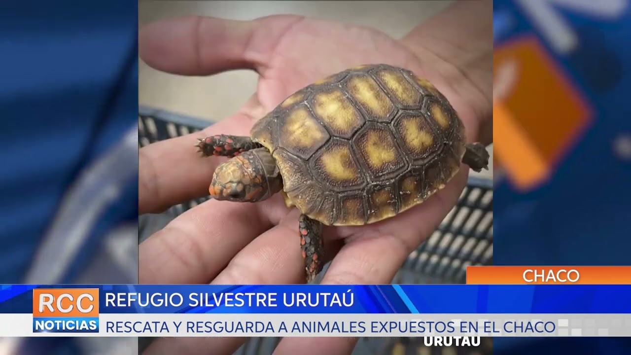 Refugio Silvestre Urutaú fomenta la conservación de las especies mediante el rescate y el resguardo