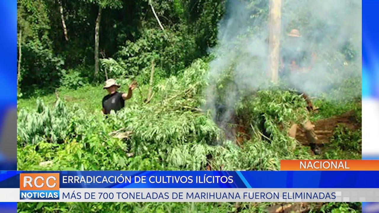 Sacan de circulación cerca de 700 toneladas de marihuana en Canindeyú