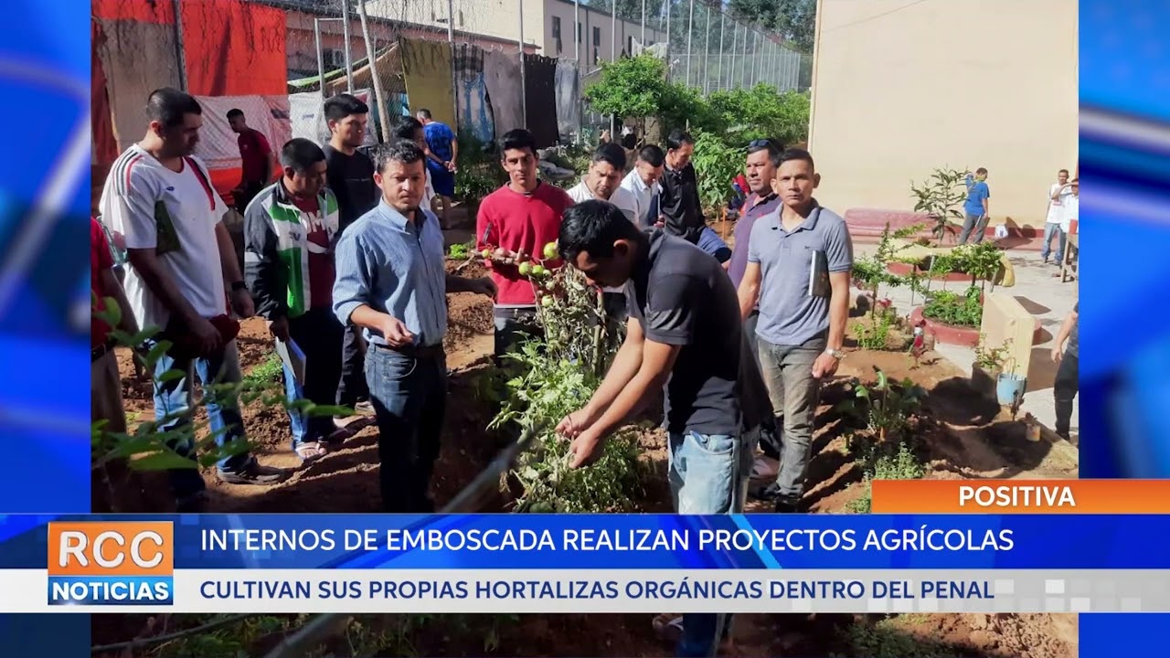 Internos cultivan sus propias hortalizas orgánicas en el penal de Emboscada