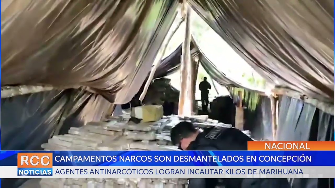 Desmantelan campamentos narcos e incautó casi 7 toneladas de marihuana en Concepción