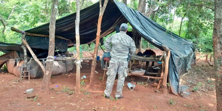 Senad desmantela campamento narco y elimina cultivos de marihuana en Amambay