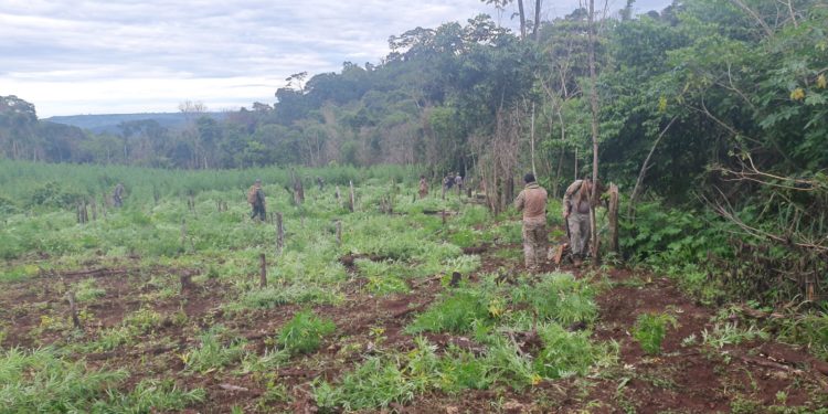 Senad anula 93 toneladas de marihuana a través de operativo conjunto en Amambay