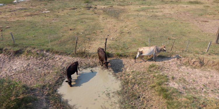 Sequía se acentúa en Ñeembucú