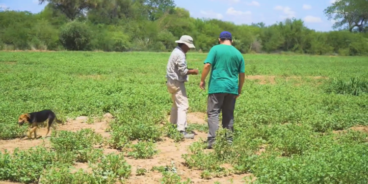 Municipalidad de Mariscal Estigarribia impulsa el crecimiento de la producción del sésamo a beneficio de la comunidad de Macharety