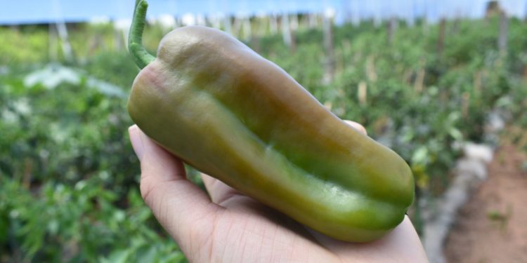 Estudiantes de Misiones lograron excelente cosecha de locotes con sistema de invernadero Estudiantes de Misiones lograron excelente cosecha de locotes con sistema de invernadero