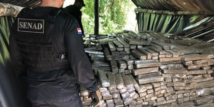 Desmantelan campamentos narcos e incautó casi 7 toneladas de marihuana en Concepción