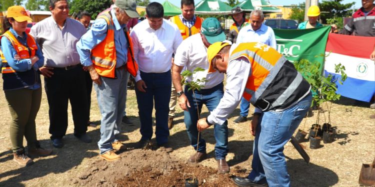 Pretenden arborizar zonas de obras de la Transchaco