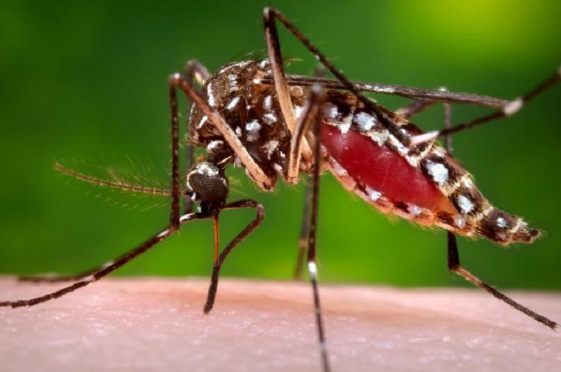 Chikungunya avanza: más de 11.000 afectados en las últimas tres semanas