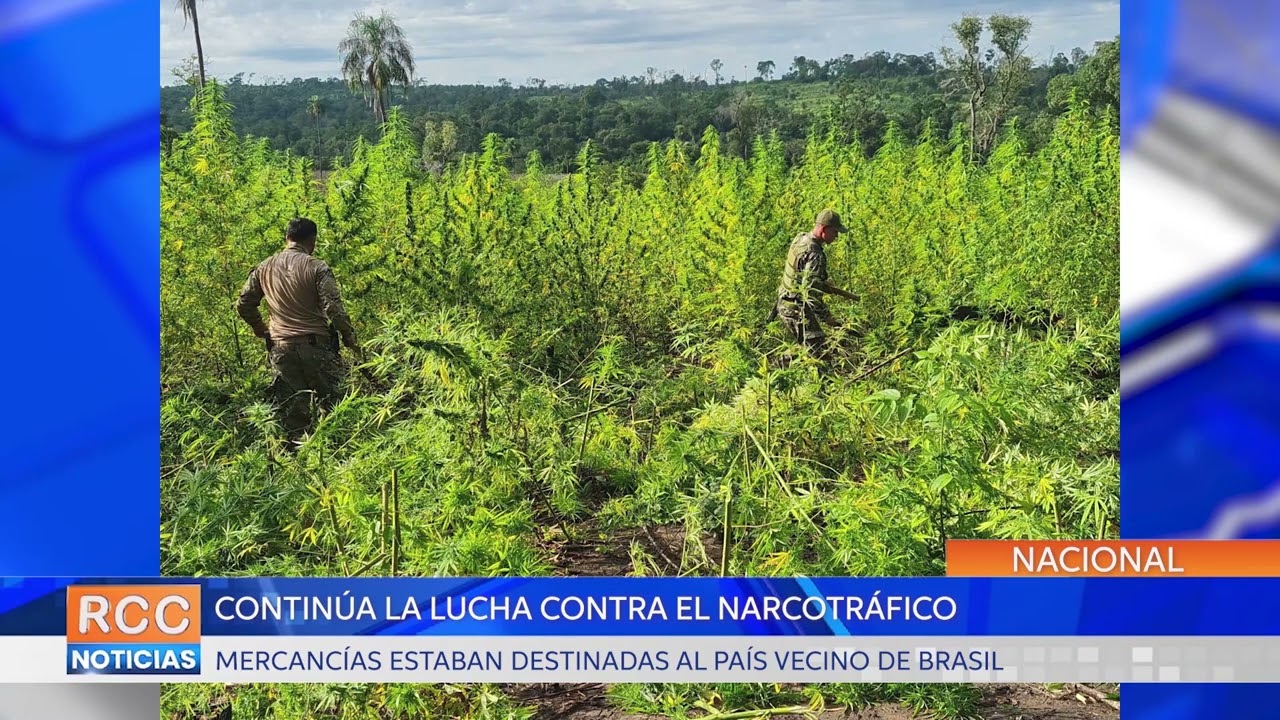 Senad cursó operación y sacó de circulación 111 toneladas de marihuana en Amambay