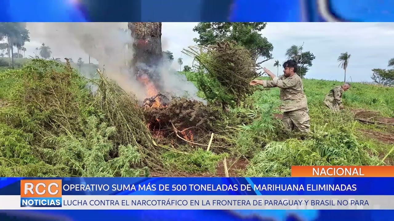 Operativo Nueva Alianza suma más de 587 toneladas de marihuana eliminadas