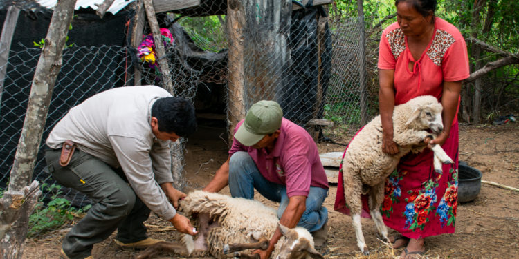 Productores indígenas de Loma, Sirakua y Pykasu recibieron asistencia técnica en Mcal. Estigarribia