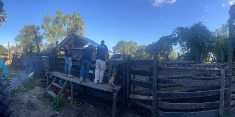 Recuperan animales, luego de constatar abigeato en Benjamín Aceval