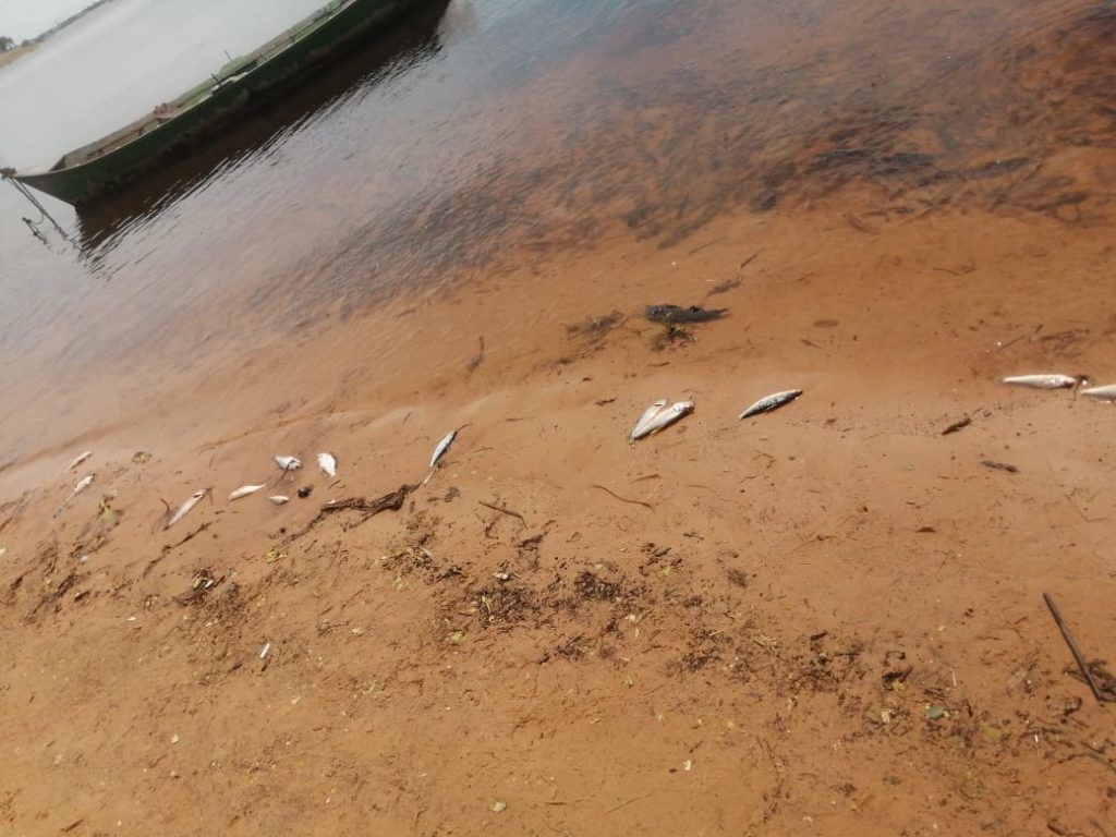 Asunción: Toman muestras de agua de la zona donde encontraron peces muertos