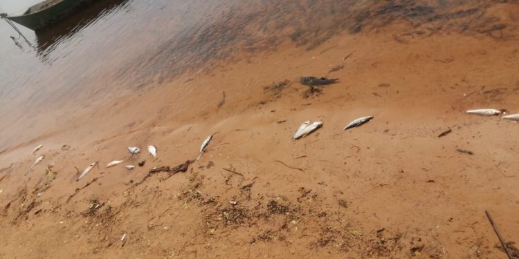 Asunción: Toman muestras de agua de la zona donde encontraron peces muertos