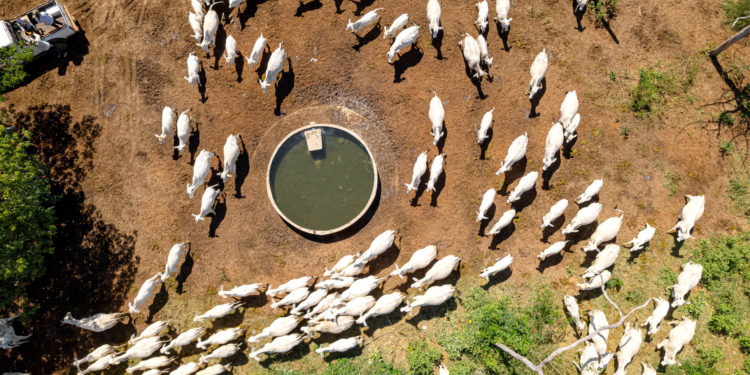 El Chaco paraguayo destaca por su potencial productivo y atrae inversores El Chaco paraguayo destaca por su potencial productivo y atrae inversores