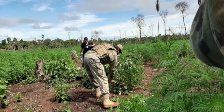Autoridades destruyen 20 hectáreas de marihuana en Yby Yau