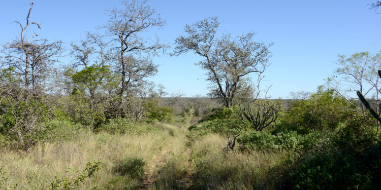 Buscan frenar el acecho a recursos naturales del Parque Nacional Médanos del Chaco