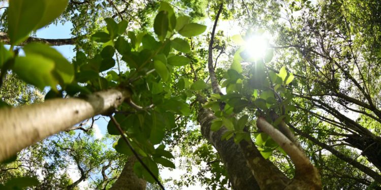 Conmemoran el día internacional de los bosques con acciones de reforestación y conservación Conmemoran el día internacional de los bosques con acciones de reforestación y conservación