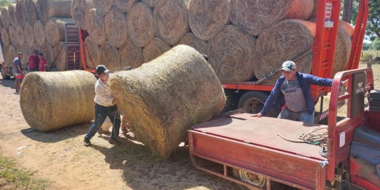 Distribuyen fardos de heno para el ganado de productores de Yabebyry Distribuyen fardos de heno para el ganado de productores de Yabebyry