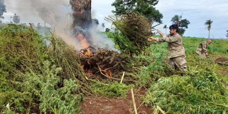 Operativo Nueva Alianza suma más de 587 toneladas de marihuana eliminadas Operativo Nueva Alianza suma más de 587 toneladas de marihuana eliminadas