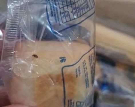 Denuncian ante Fiscalía hallazgo de insectos  en almuerzo escolar.