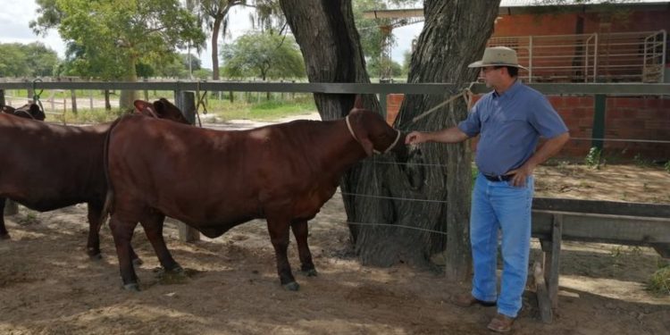 Qué dicen en Paraguay de la construcción de la megacarretera que unirá dos océanos a través de su «infierno verde» Qué dicen en Paraguay de la construcción de la megacarretera que unirá dos océanos a través de su «infierno verde»