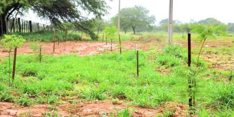 Concretan plantación de 10.000 árboles nativos en el Lote 7 de la Transchaco