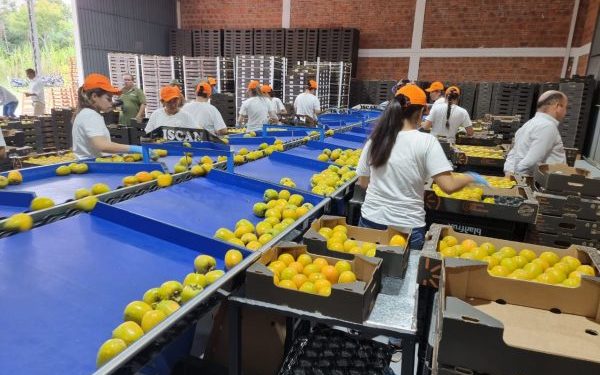 Por primera vez, Paraguay logró exportar caqui fresco al mercado europeo